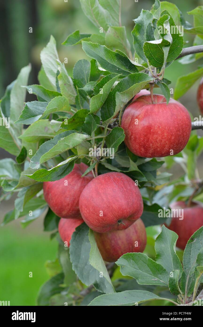 Apple tree malus domestica braeburn hires stock photography and images