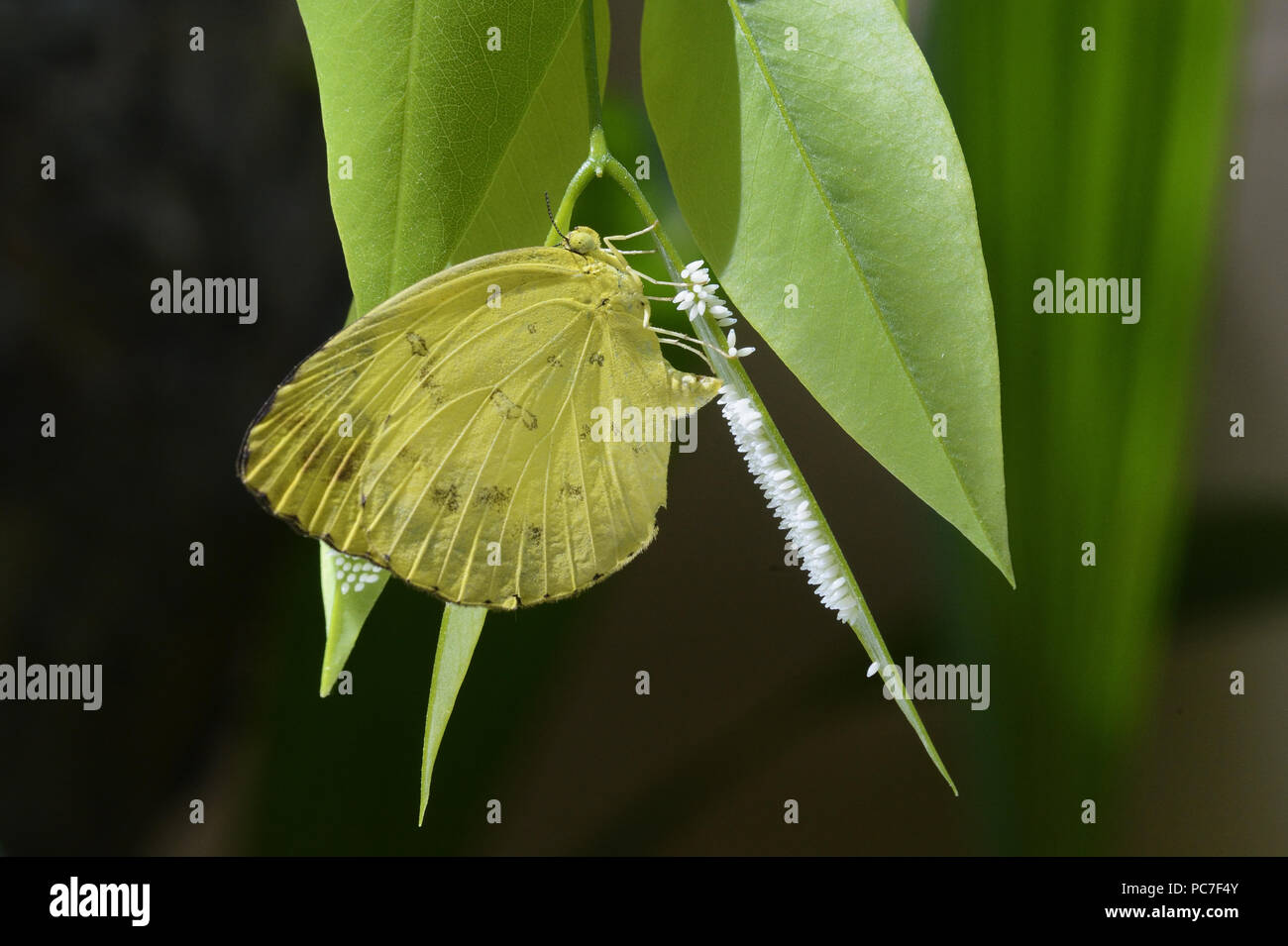 Butterflies of kerala hires stock photography and images Alamy