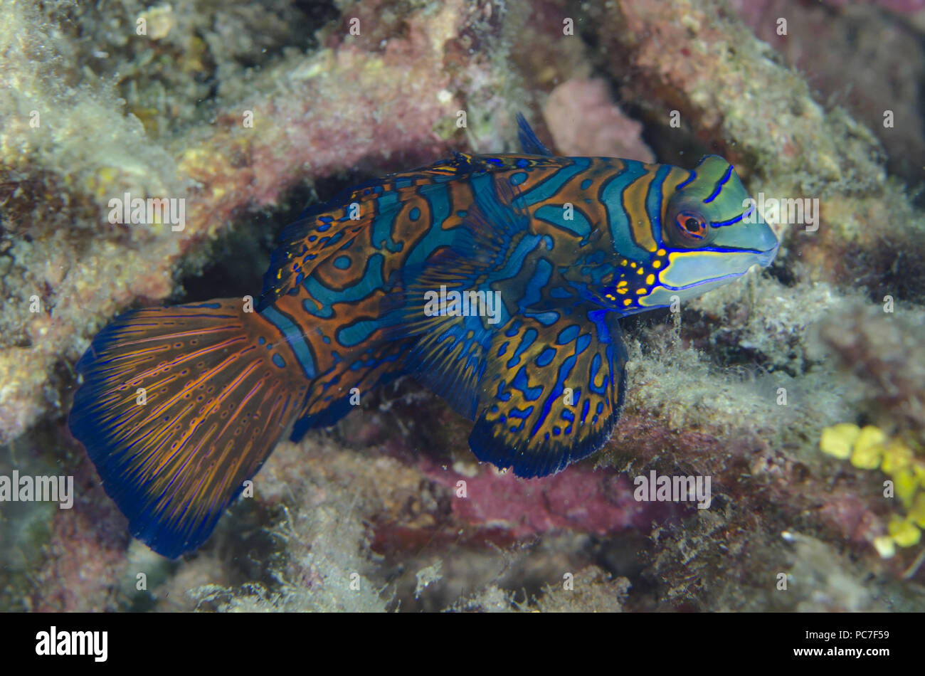 Mandarinfish (Synchiropus splendidus), Bianca dive site, Lembeh Straits, Sulawesi, Indonesia Stock Photo