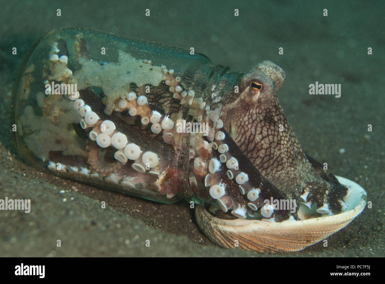 Veined Octopus (Octopus marginatus), in bottle with shell for covering on  black sand, Joleha dive site, Lembeh Straits, Sulawesi, Indonesia Stock  Photo - Alamy