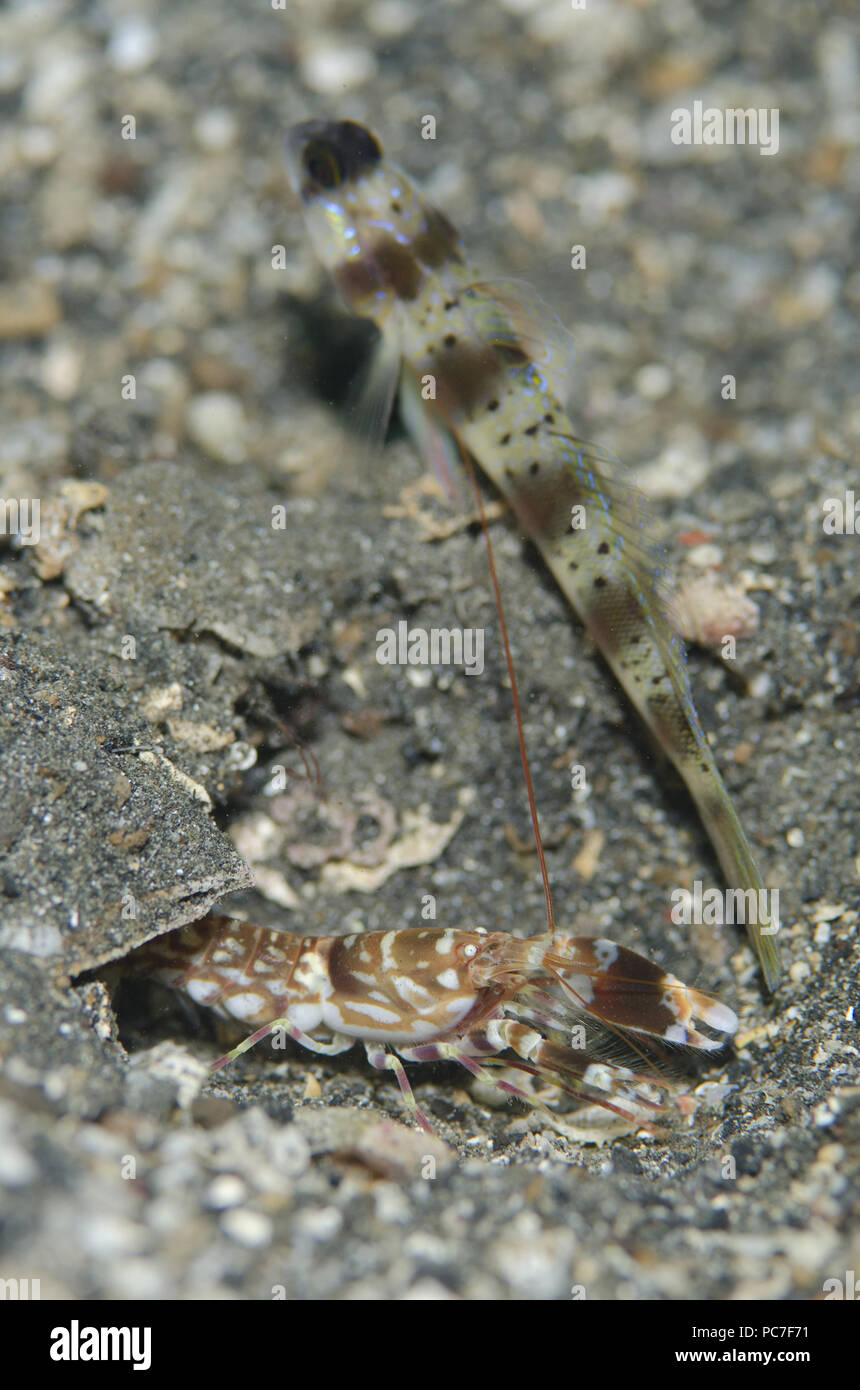 Tiger Snapping Shrimp (Alpheus bellulus), with Arcfin Shrimpgoby (Amblyeleotris arcupinna) cleaning debris from hole on black sand, Hei Nus dive site, Stock Photo