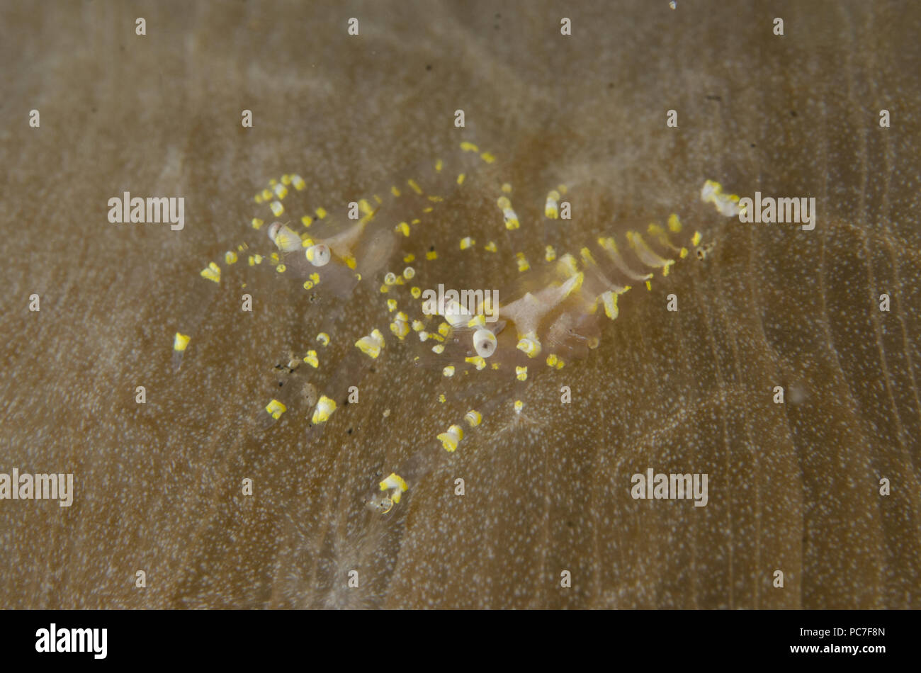 Hidden Corallimorph Shrimp (Pliopontonia furtiva) on Corallimorph Coral (Rhodactis rhodostoma), TK1 dive site, Lembeh Straits, Sulawesi, Indonesia Stock Photo