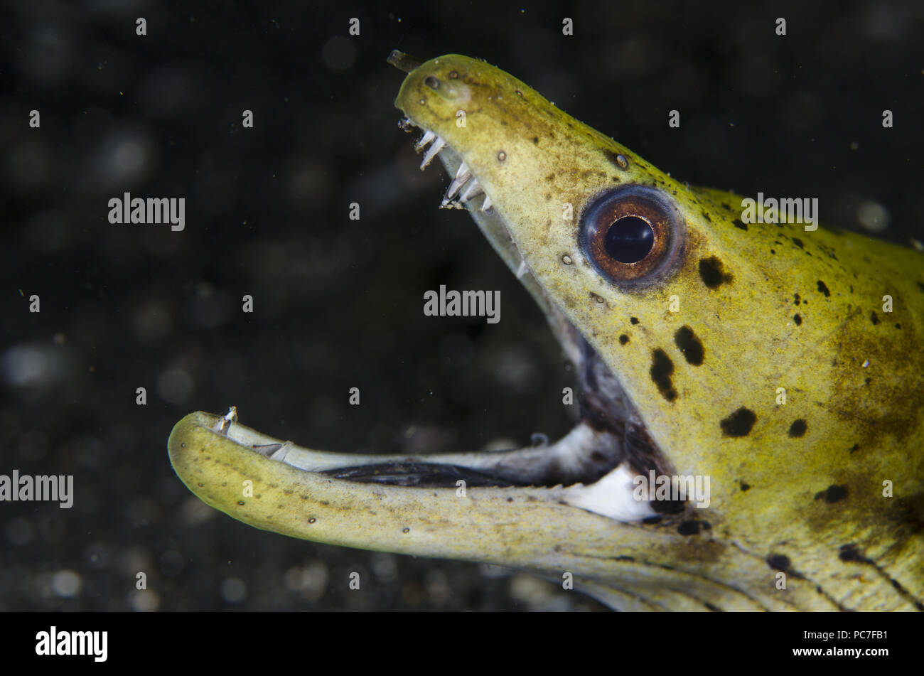 Fimbriated Moray Eel (Gymnothorax fimbriatus), showing teeth, Night dive, TK1 dive site, Lembeh Straits, Sulawesi, Indonesia Stock Photo