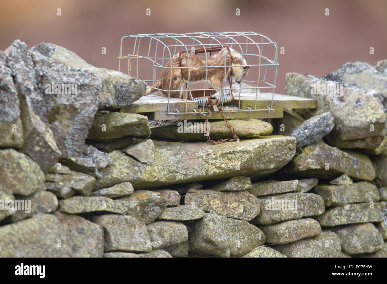 Dead Stoat Mustela erminea caught in a trap on top of a drystone wall in the Lammermuir Hills,Berwickshire in the Scottish Borders,in april. Stock Photo