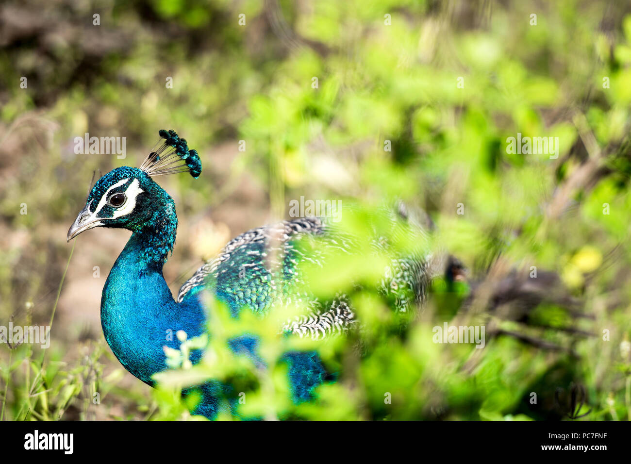 Sri lankan peacock in the jungle Stock Photo Alamy