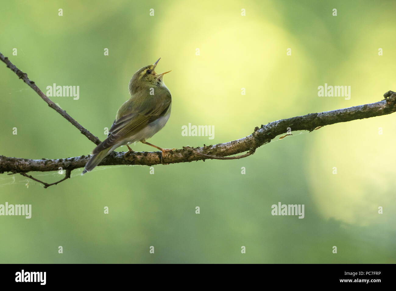 Wood warbler (Phylloscopus sibilatrix), singing on branch in forest, near Trier, Rhineland-Palatinate, Germany, May Stock Photo