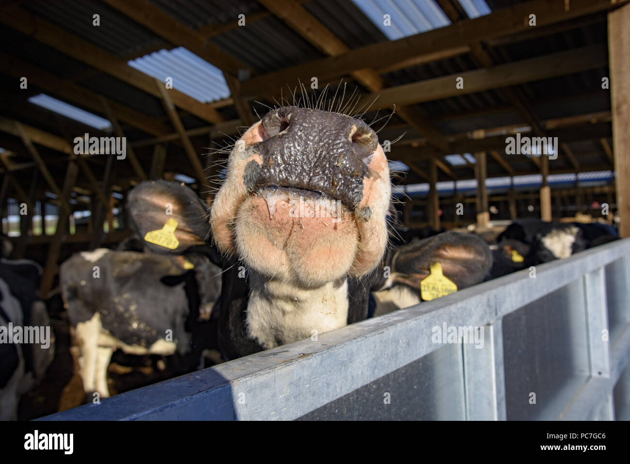 Close-up of the nose of a dairy cow in a farm building, Bury, Greater Manchester, England. Stock Photo