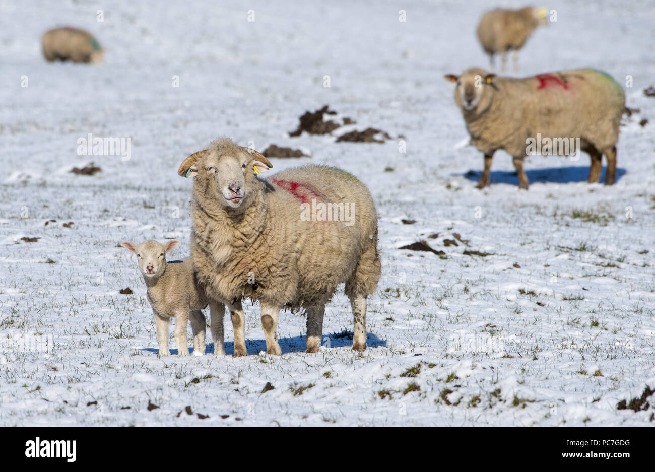 A Dorset ewe and lamb in the snow at Longridge, Preston, Lancashire. Stock Photo