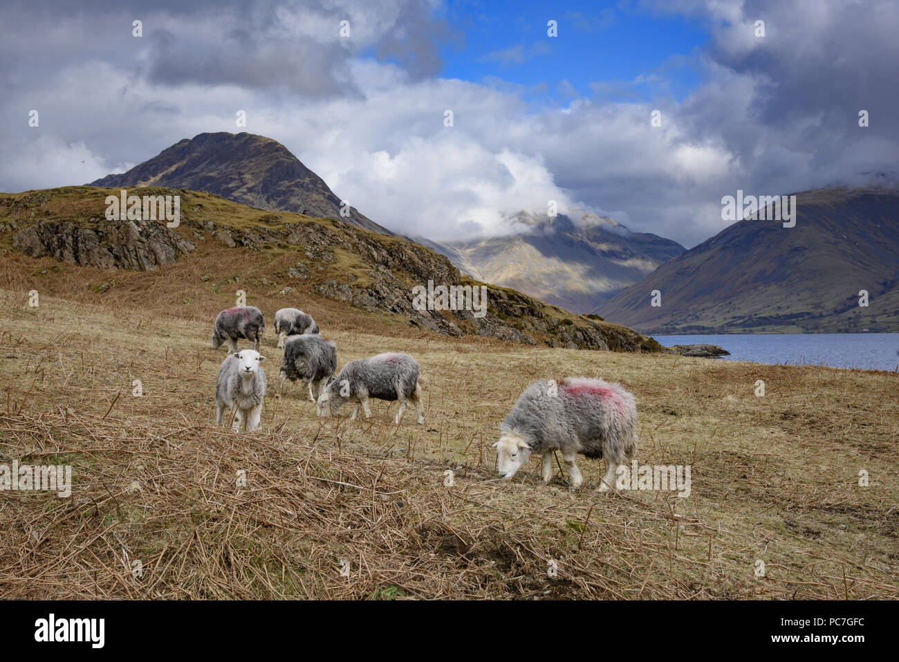 Herdwick ewes, Wast Water, Wasdale, Cumbria, Lake District National Park, England. Stock Photo