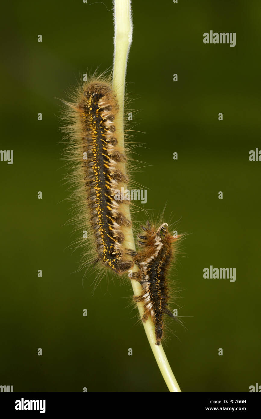 The Drinker Moth (Euthrix potatoria) final instar larva, just shed old skin, Monmouth, Wales, June Stock Photo