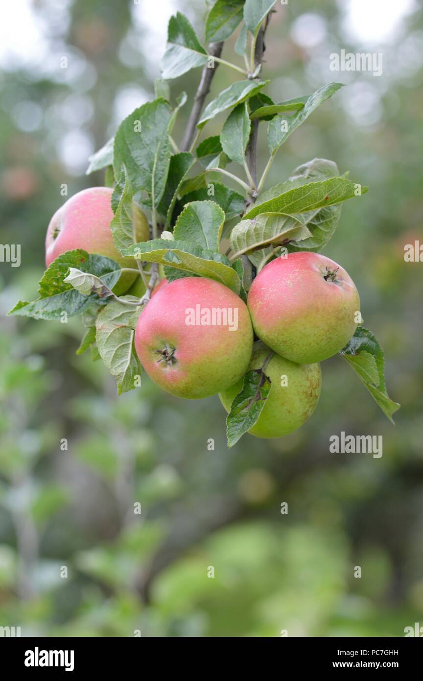 Apple Crawley Reinette Stock Photo