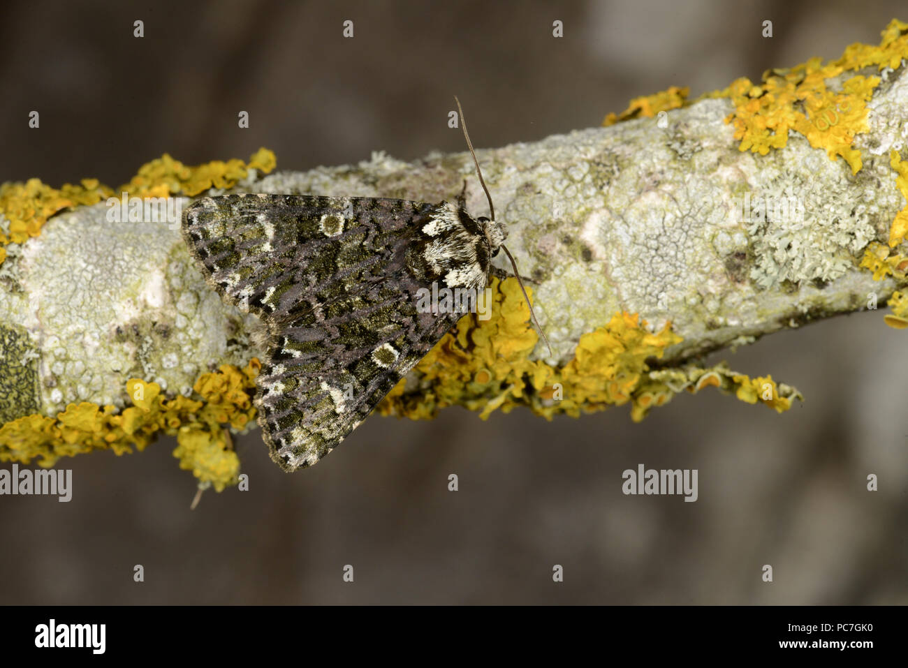 The Coronet Moth ( Craniophora ligustri) adult  resting on lichen covered twig, Monmouth, Wales, July Stock Photo