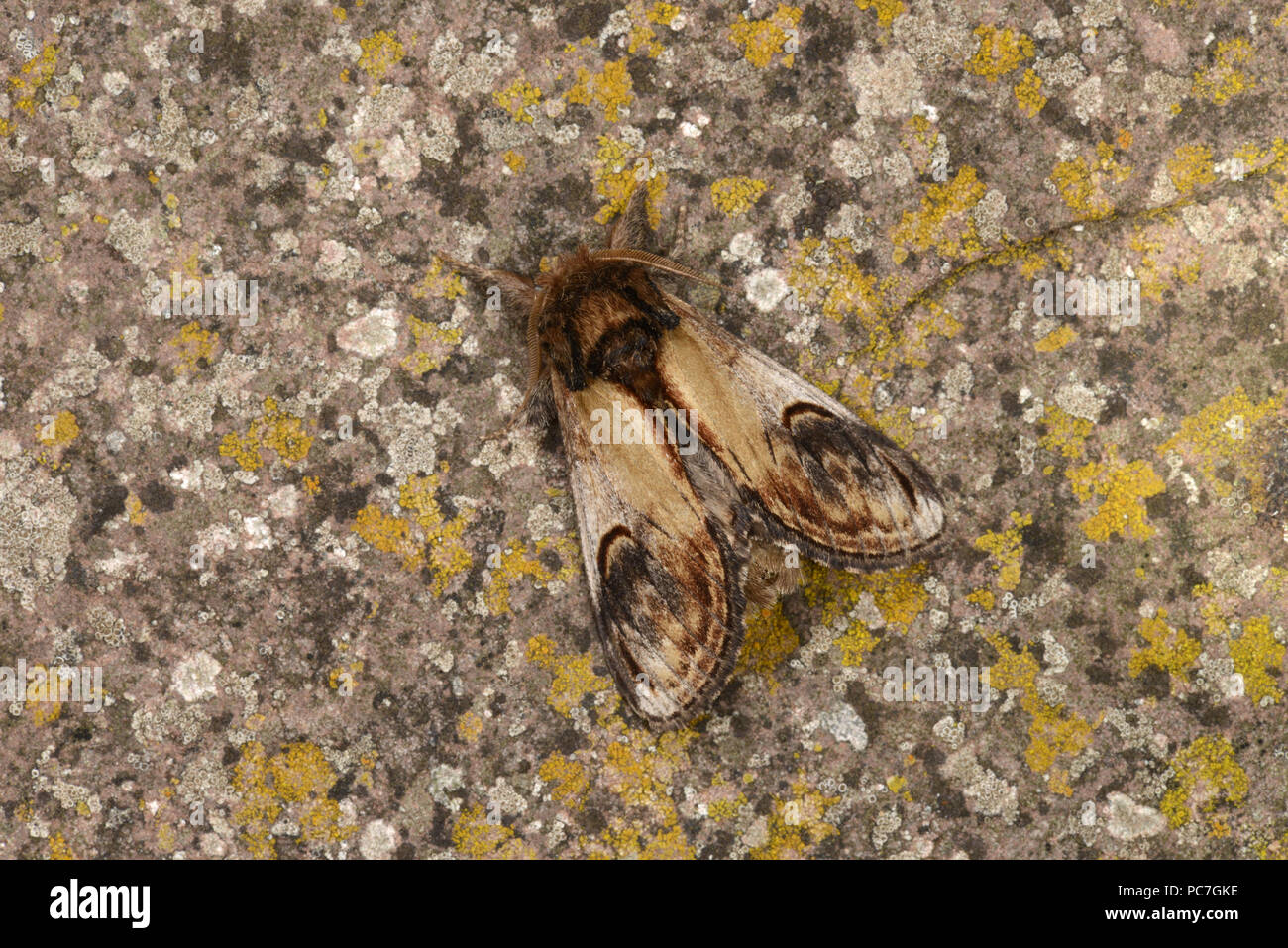 Pebble Prominent Moth (Notodonta ziczac) adult male at rest on lichen covered rock, Monmouth, Wales, August Stock Photo