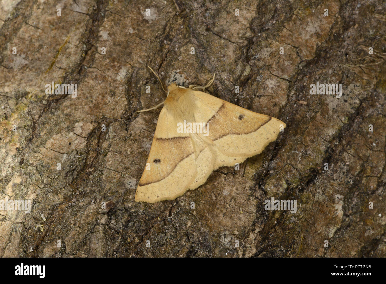 Scalloped Oak Moth (Crocallis elinguaria) adult at rest on tree rtunk, Monmouth, Wales, August Stock Photo