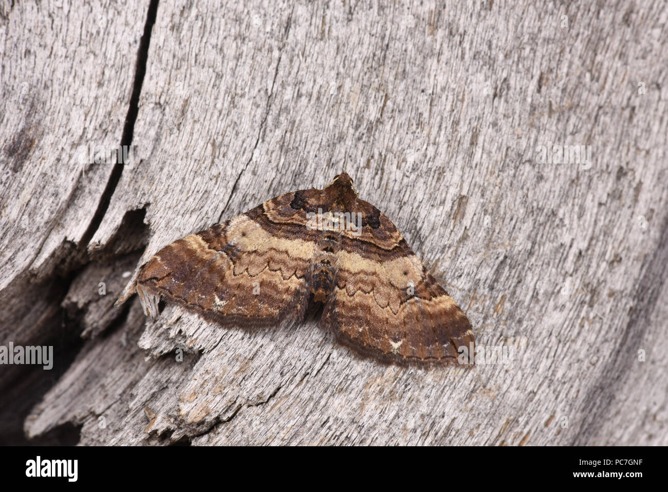 Shoulder Stripe Moth (Anticlea badiata) adult at rest on tree trunk, Monmouth, Wales, April Stock Photo