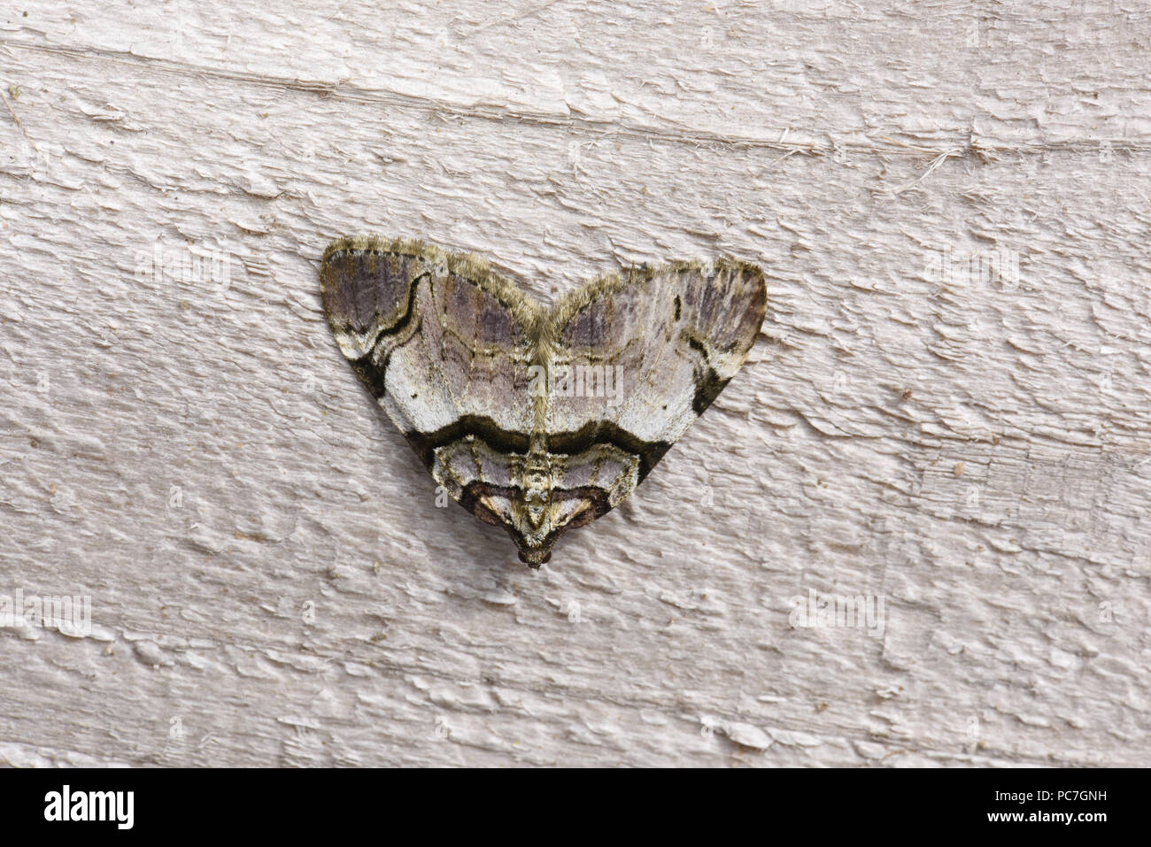 Streamer Moth (Anticlea derivata) adult at rest, Monmouth, Wales, July Stock Photo