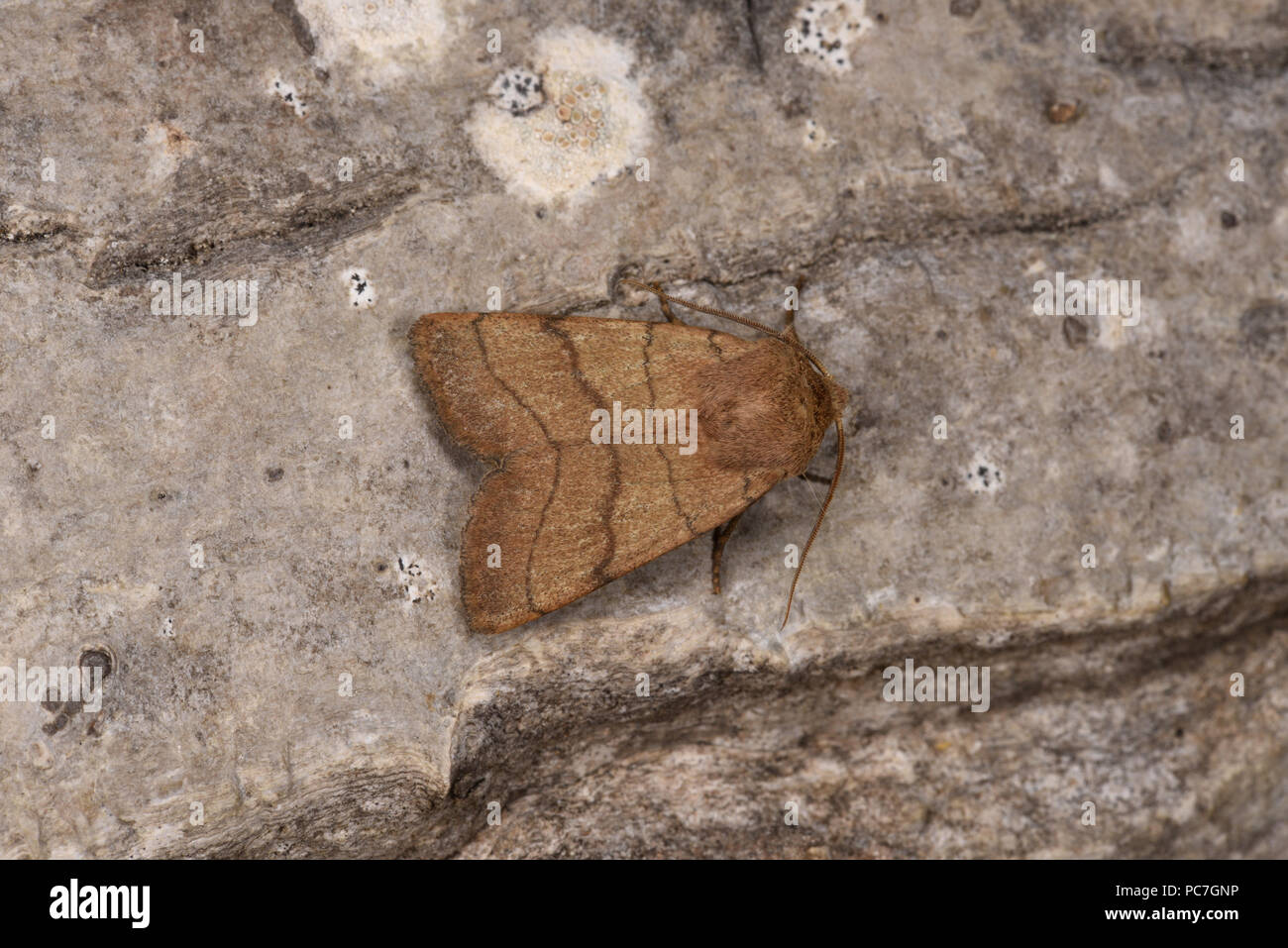 Treble Lines Moth (Charanyca trigrammica) adult at rest on tree trunk, Monmouth, Wales, August Stock Photo