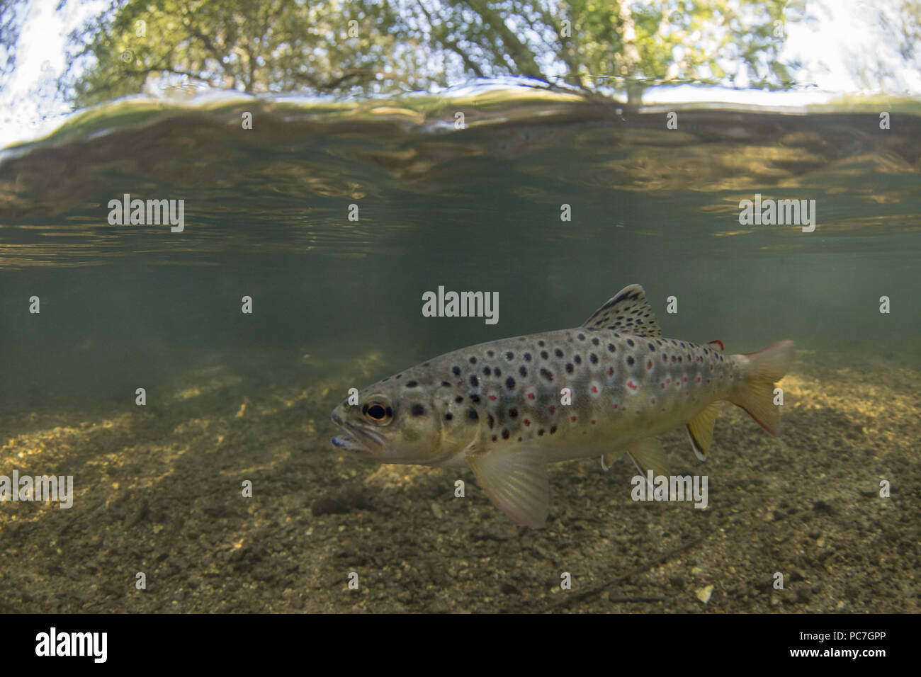 brown trout, salmon trutta, rwaiting for flies near surface, River