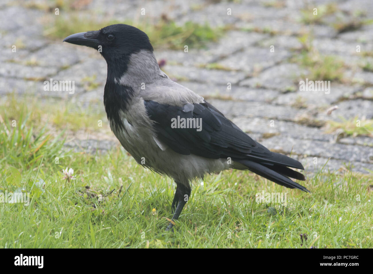 Scots Crows Scottish Hooded Crow High Resolution Stock Photography and Images - Alamy