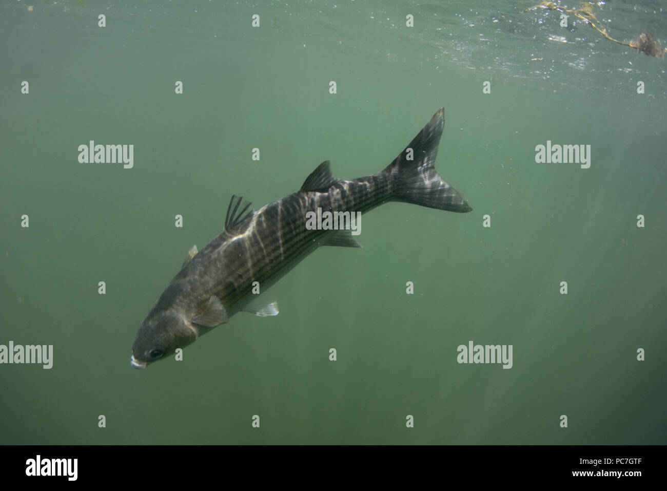 Thick Lipped Mullet (Chelon labrosus) , Adult, Swimming near surface ,Fowey, Cornwall, England  July Stock Photo
