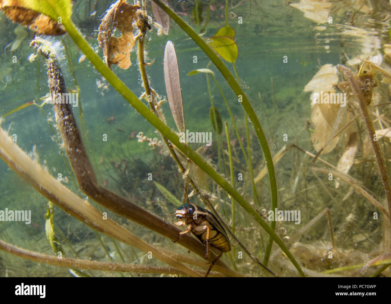 Great diving beetle, Dytiscus marginalis, adult, female, doncaster, yorkshire, march Stock Photo