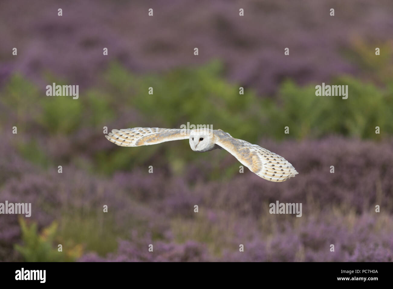 Barn Owl (Tyto alba) adult, flying over heathland, Suffolk, England, August, controlled subject Stock Photo
