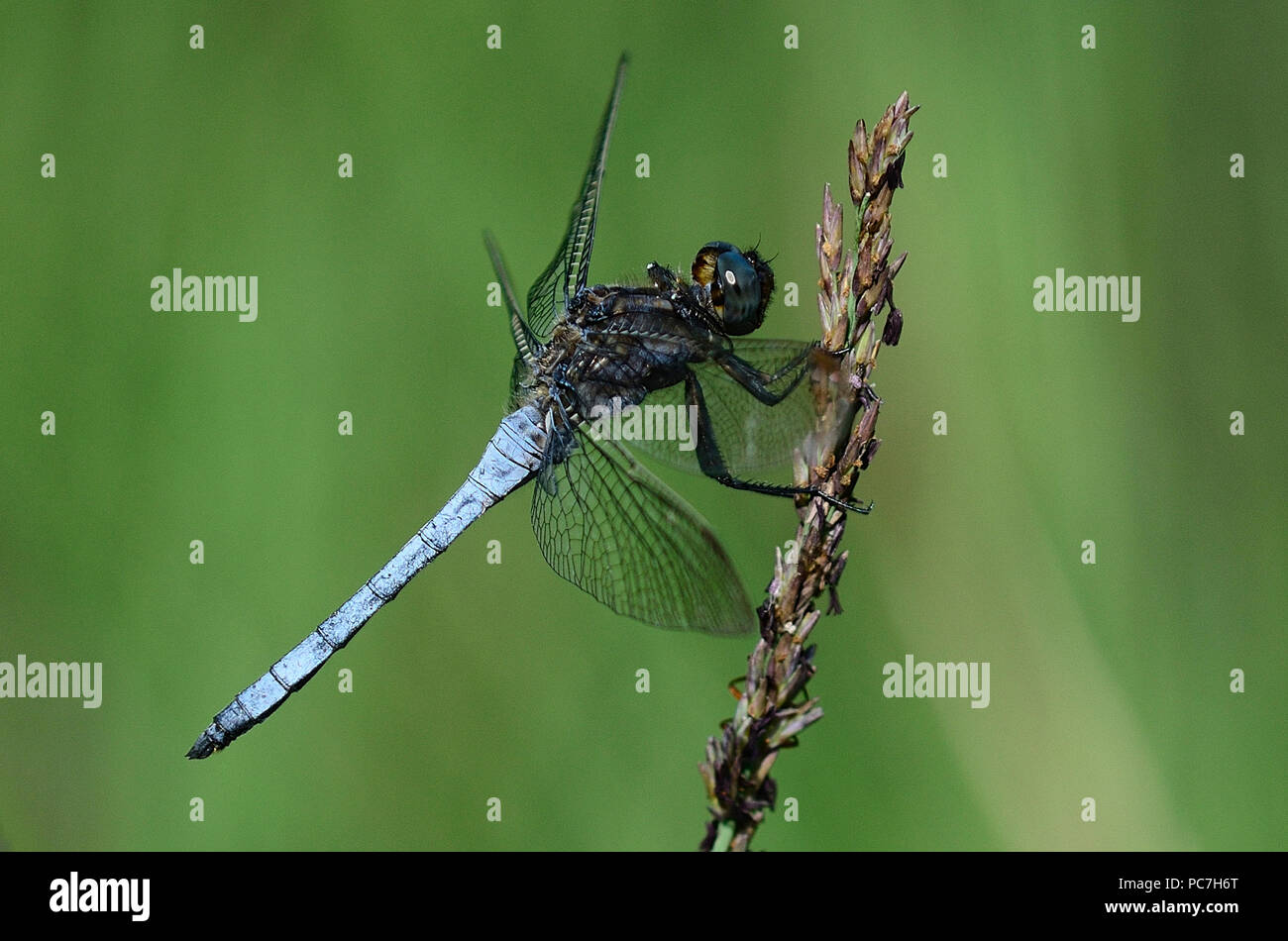 Male keeled skimmer dragonfly at rest Stock Photo - Alamy
