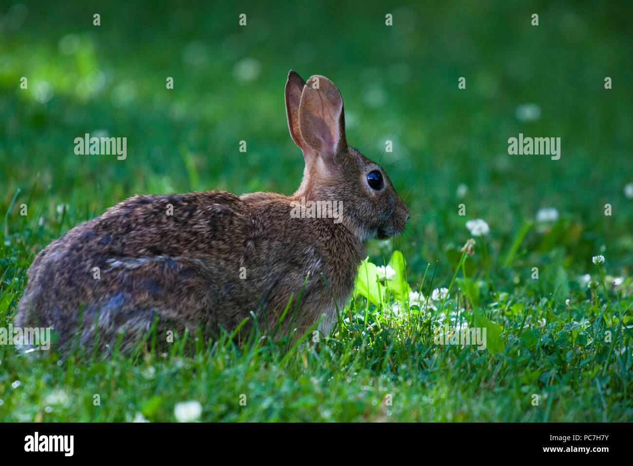 Cute bunny rabbit eating wild clover in a green meadow on a sunny