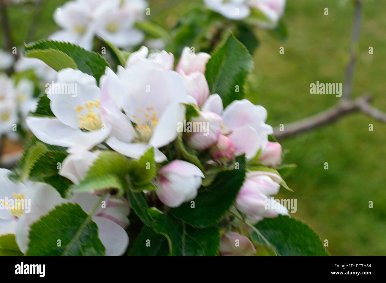 Apple Discovery Stock Photo