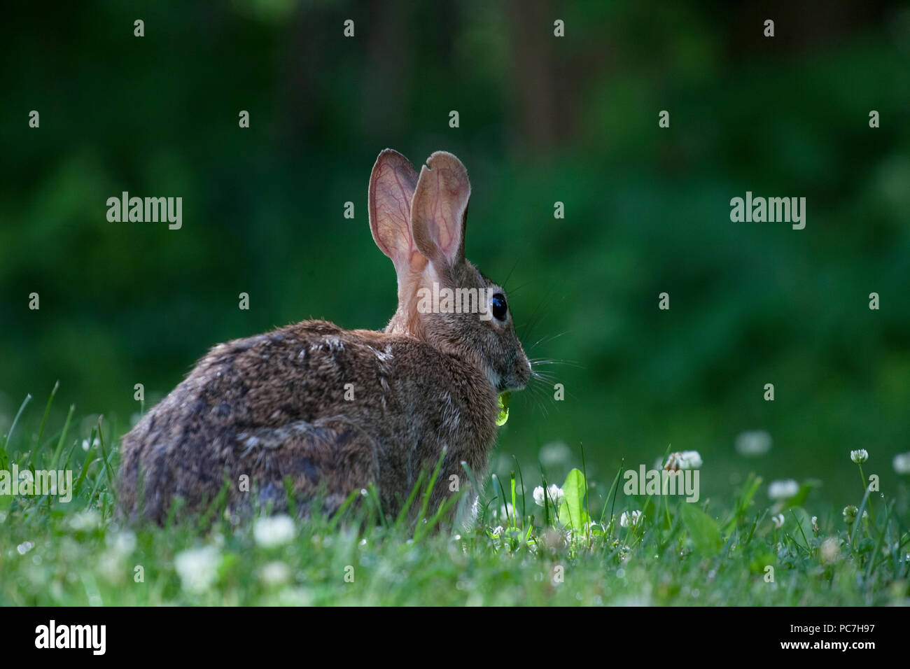 Cute bunny rabbit eating wild clover in a green forest on a sunny