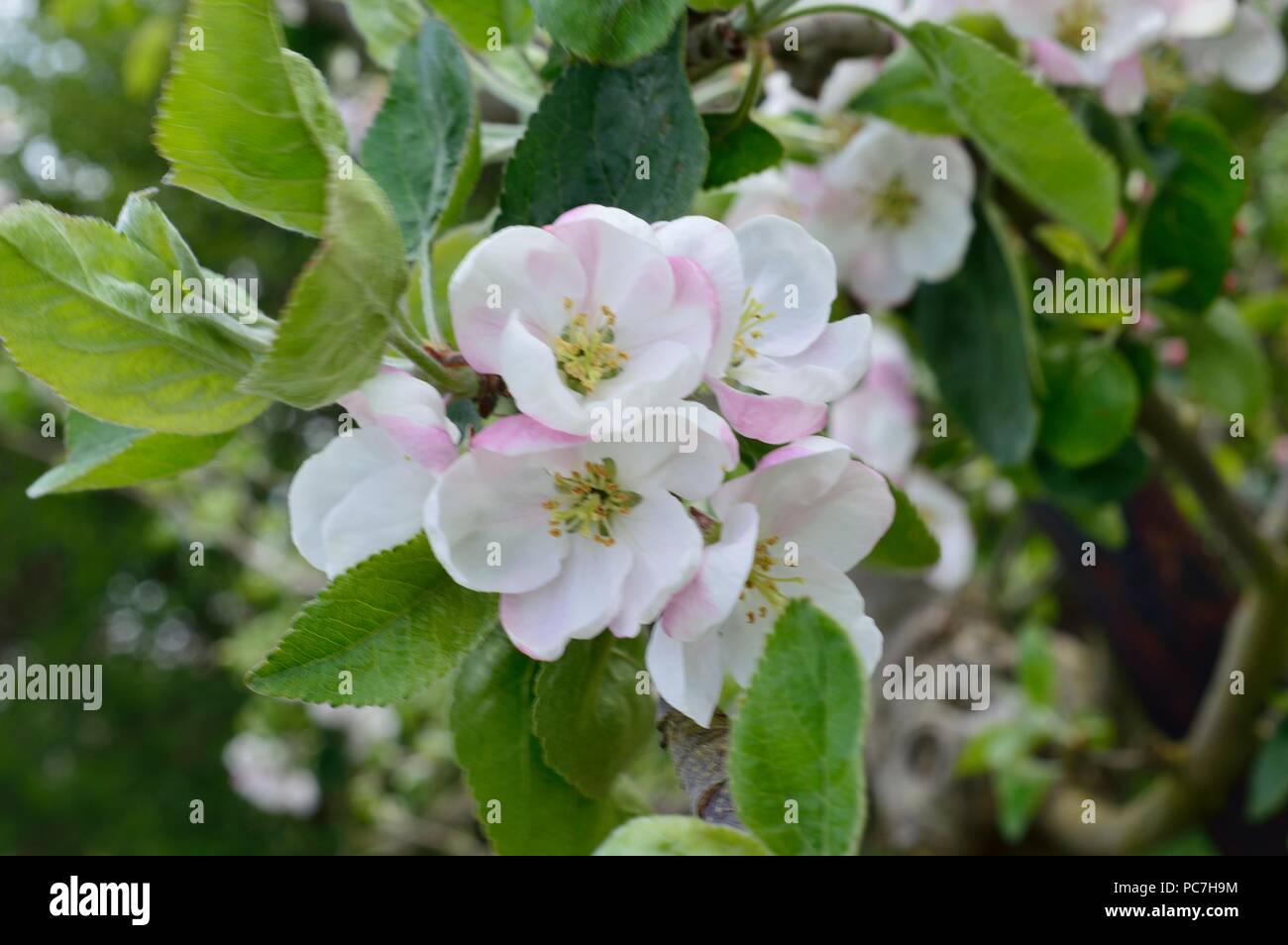 Apple Early Mcintosh Stock Photo Alamy