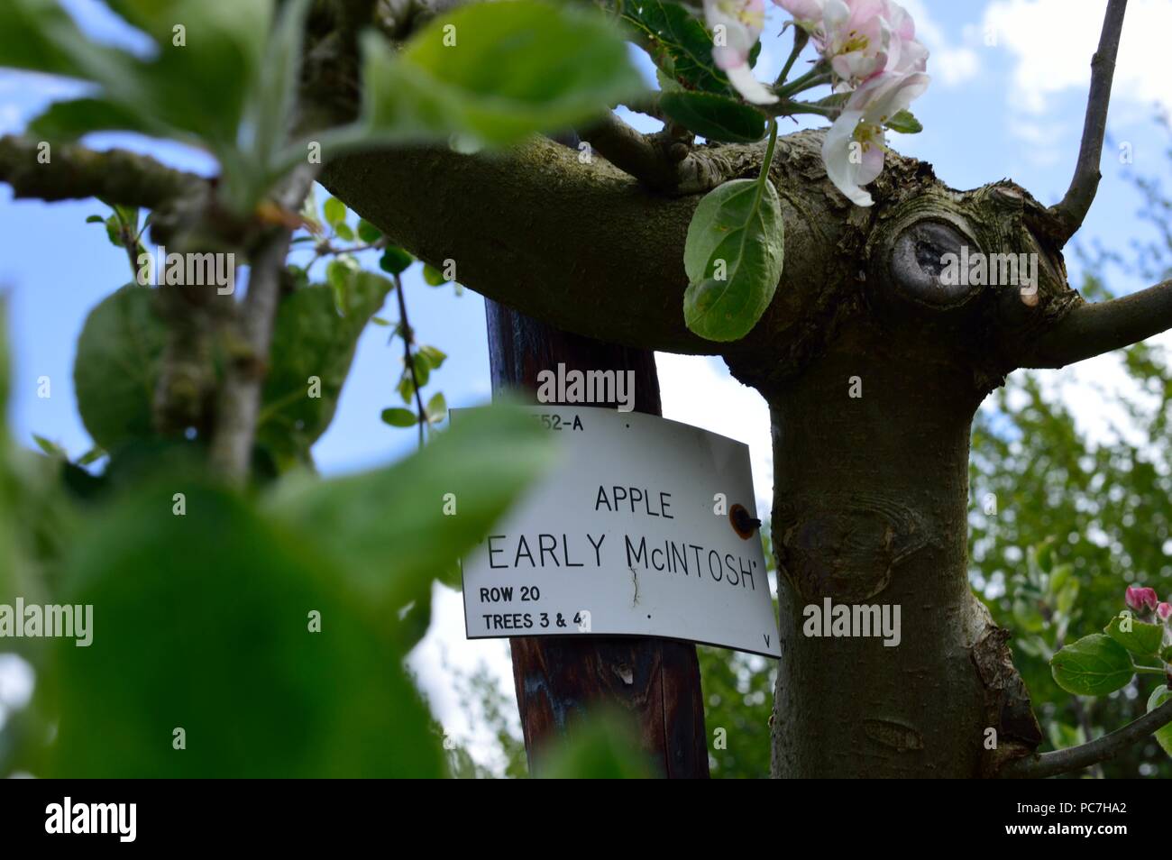 Apple Early Mcintosh Stock Photo Alamy