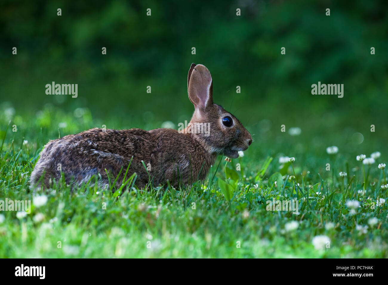 Animal Eating Clover Stock Photos & Animal Eating Clover Stock Images Alamy