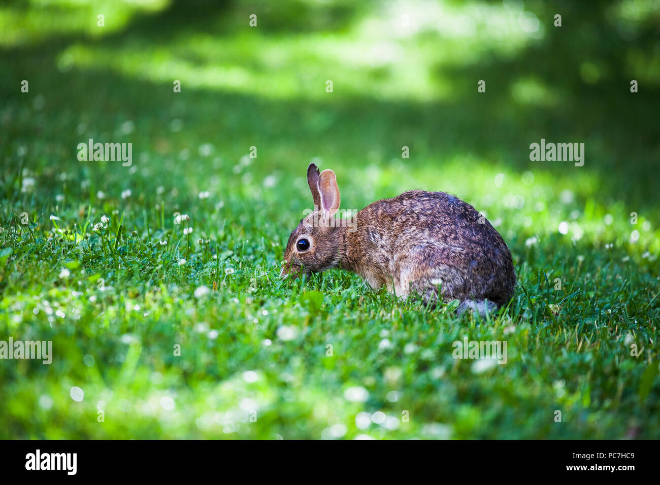 Cute bunny rabbit eating wild clover flowers in a green meadow on a