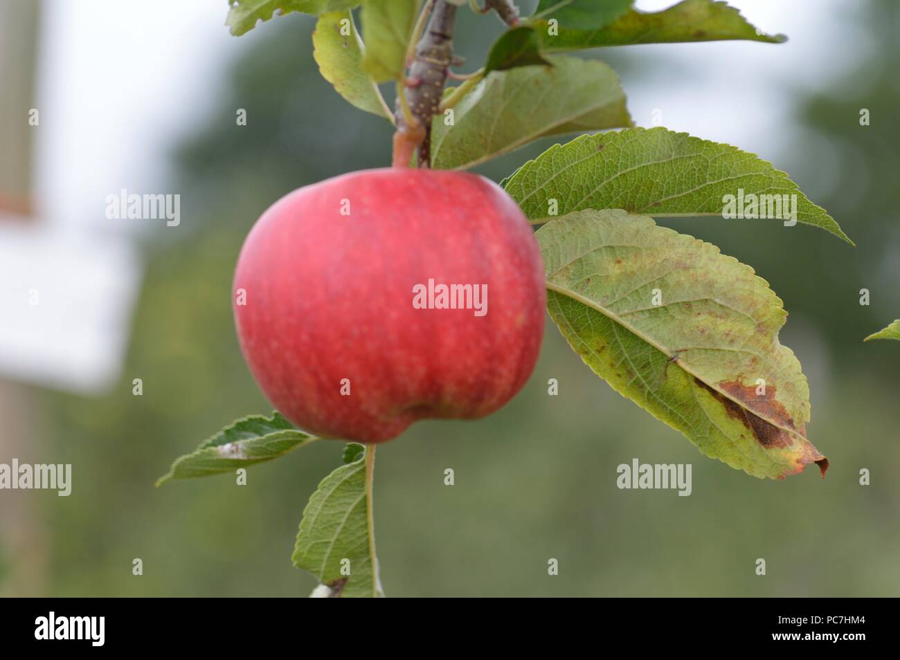 Apple Galaxy Gala Stock Photo Alamy