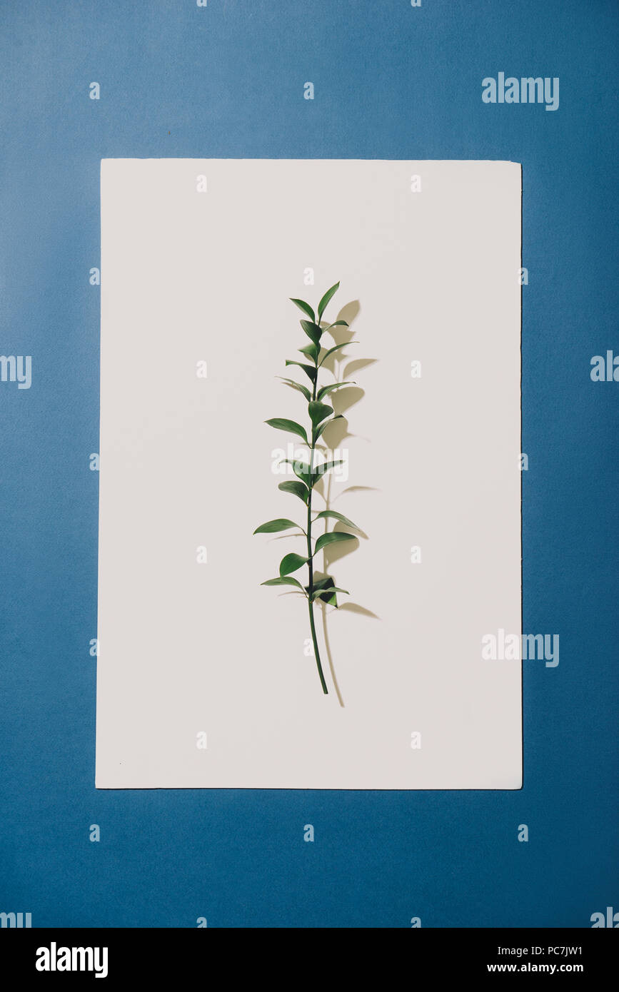 Twig with green leaves isolated on white Stock Photo - Alamy