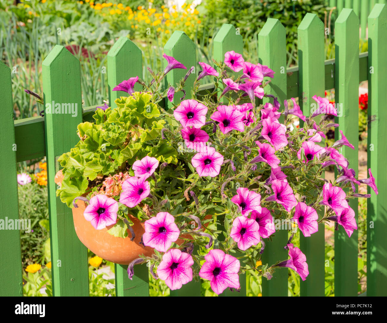 Petunia flower deco at a green wooden fence Stock Photo - Alamy