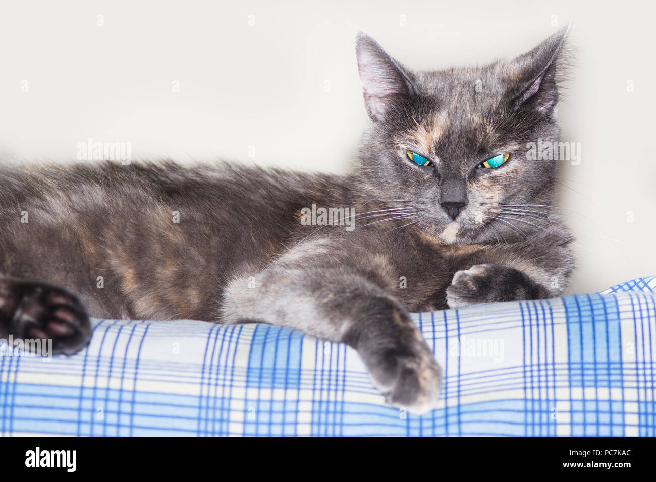 Grey blue eyed cat lying on couch Stock Photo - Alamy