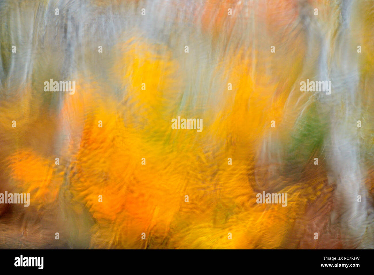 White birch tree woodland in autumn colour as seen through a rain-soaked windshield, Greater Sudbury, Ontario, Canada Stock Photo