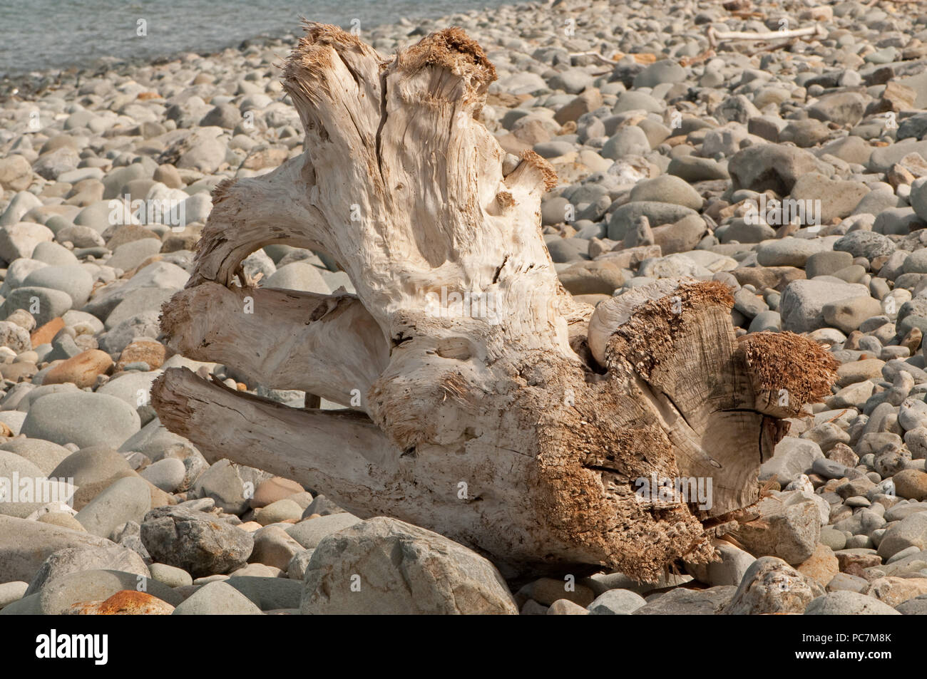 Driftwood on a beach Stock Photo