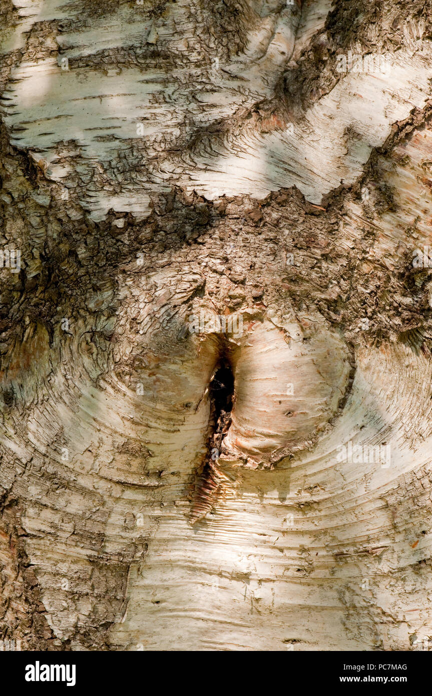 Silver Birch Tree bark Stock Photo