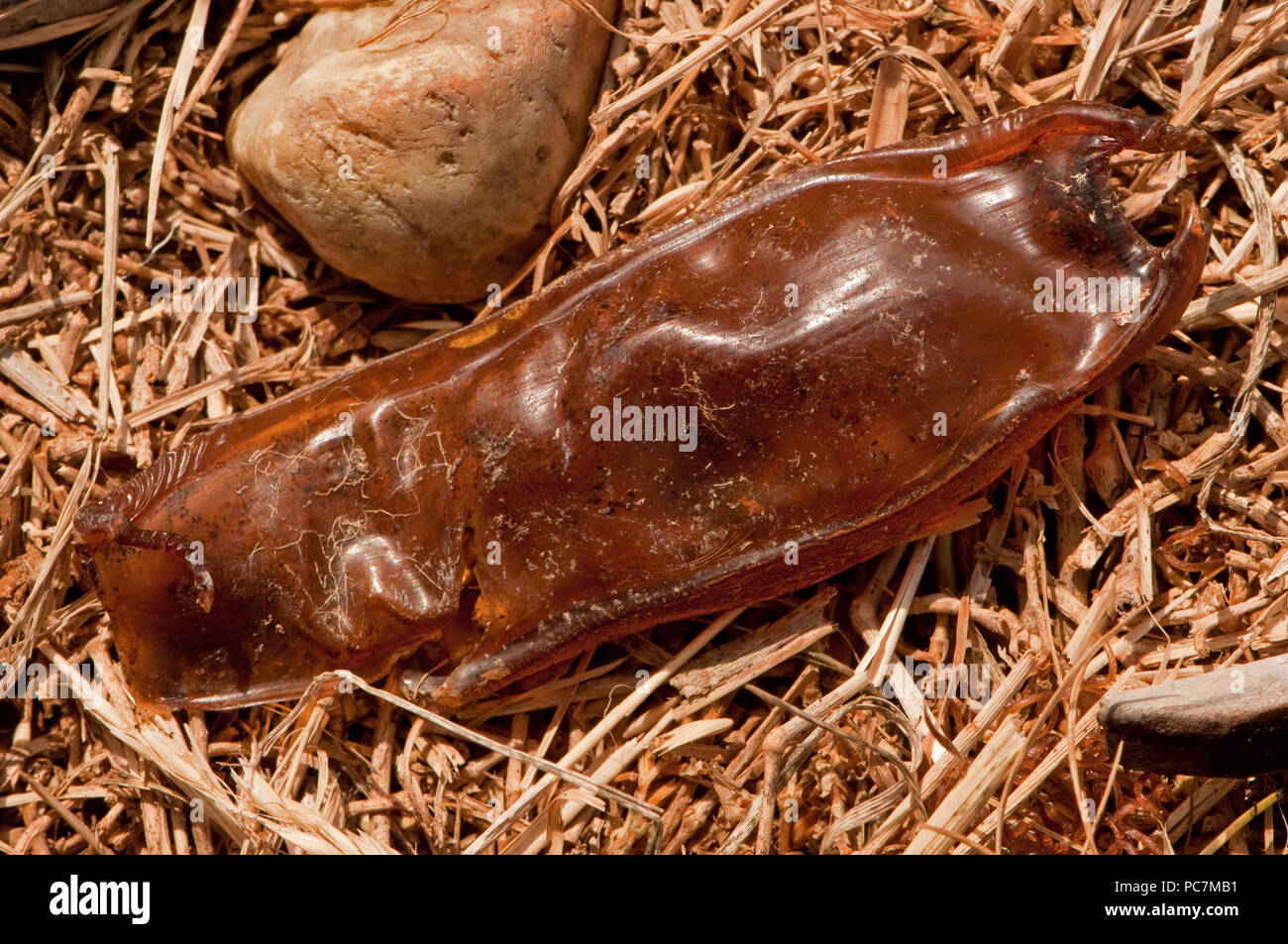 Smallspotted Catshark or Lesser Spotted Dogfish mermaid's purse Stock Photo