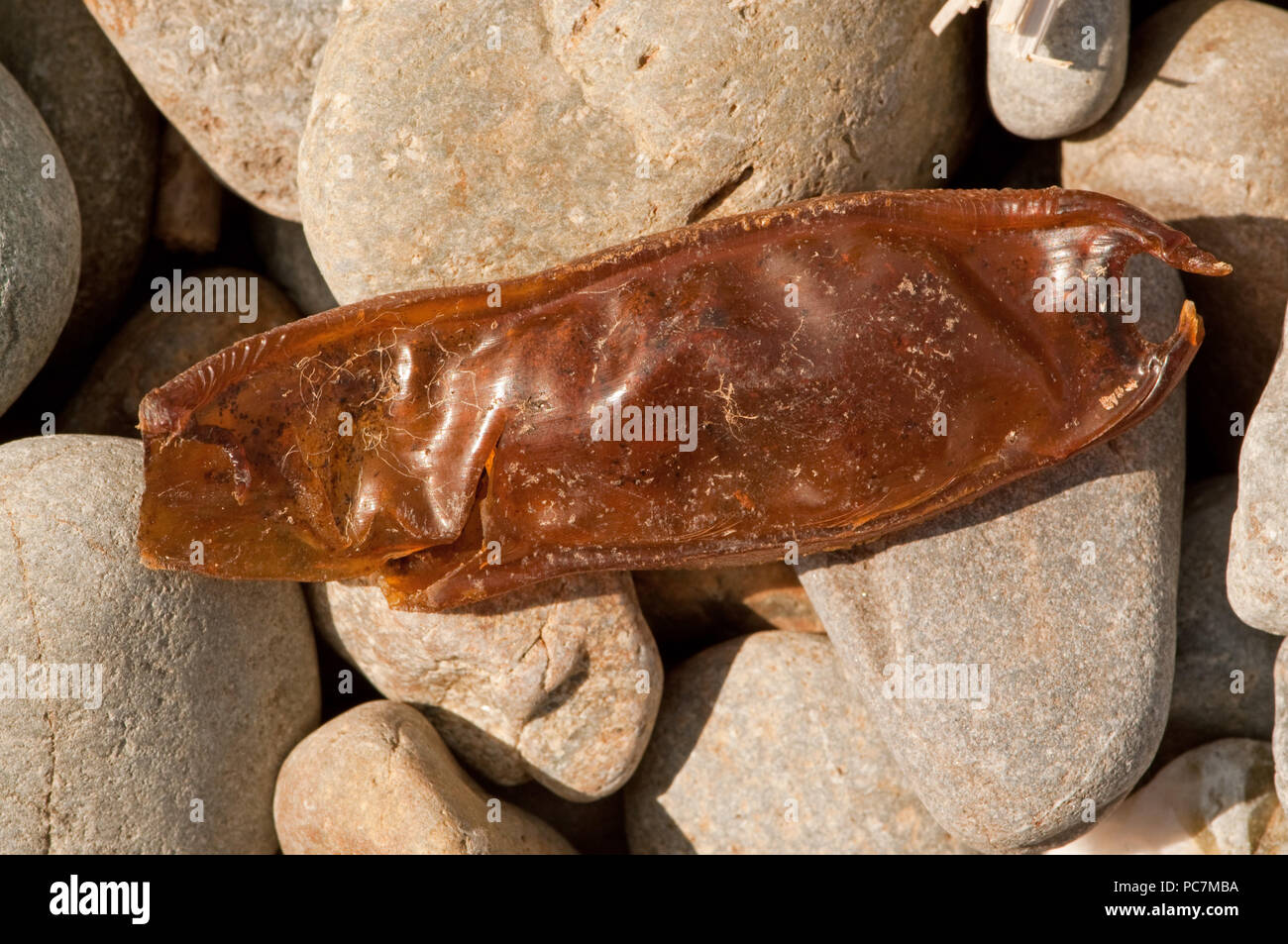 Smallspotted Catshark or Lesser Spotted Dogfish mermaid's purse Stock Photo