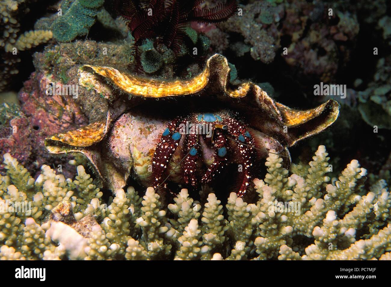 hermit crab, Einsiedlerkrebs, Paguroidea Stock Photo
