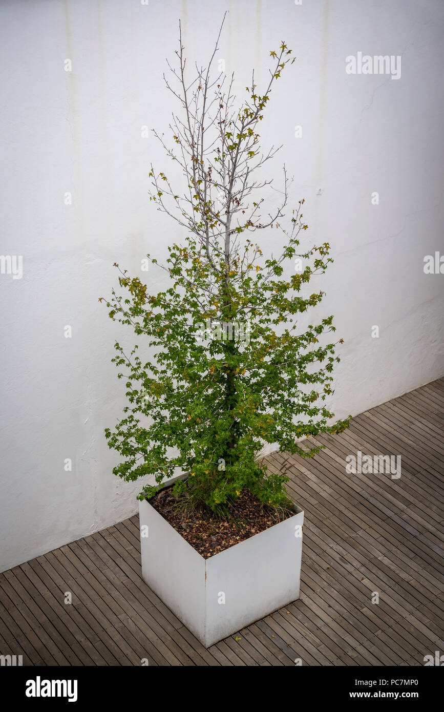 Potted tree in a modern design setting Stock Photo Alamy