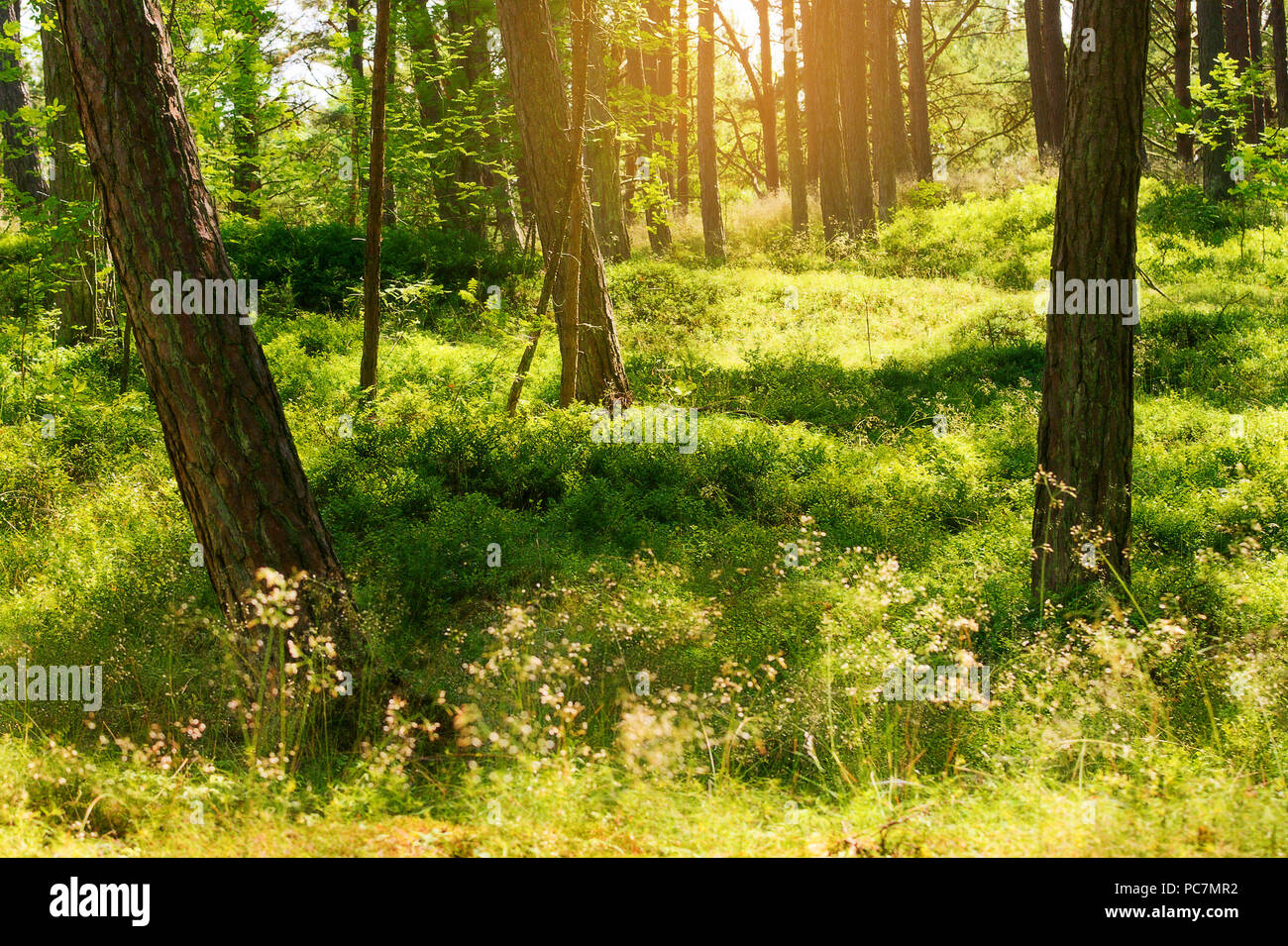 Summer pinewood. Scots or Scotch pine Pinus sylvestris trees in evergreen coniferous forest. Stegna, Pomerania, northern Poland. Stock Photo