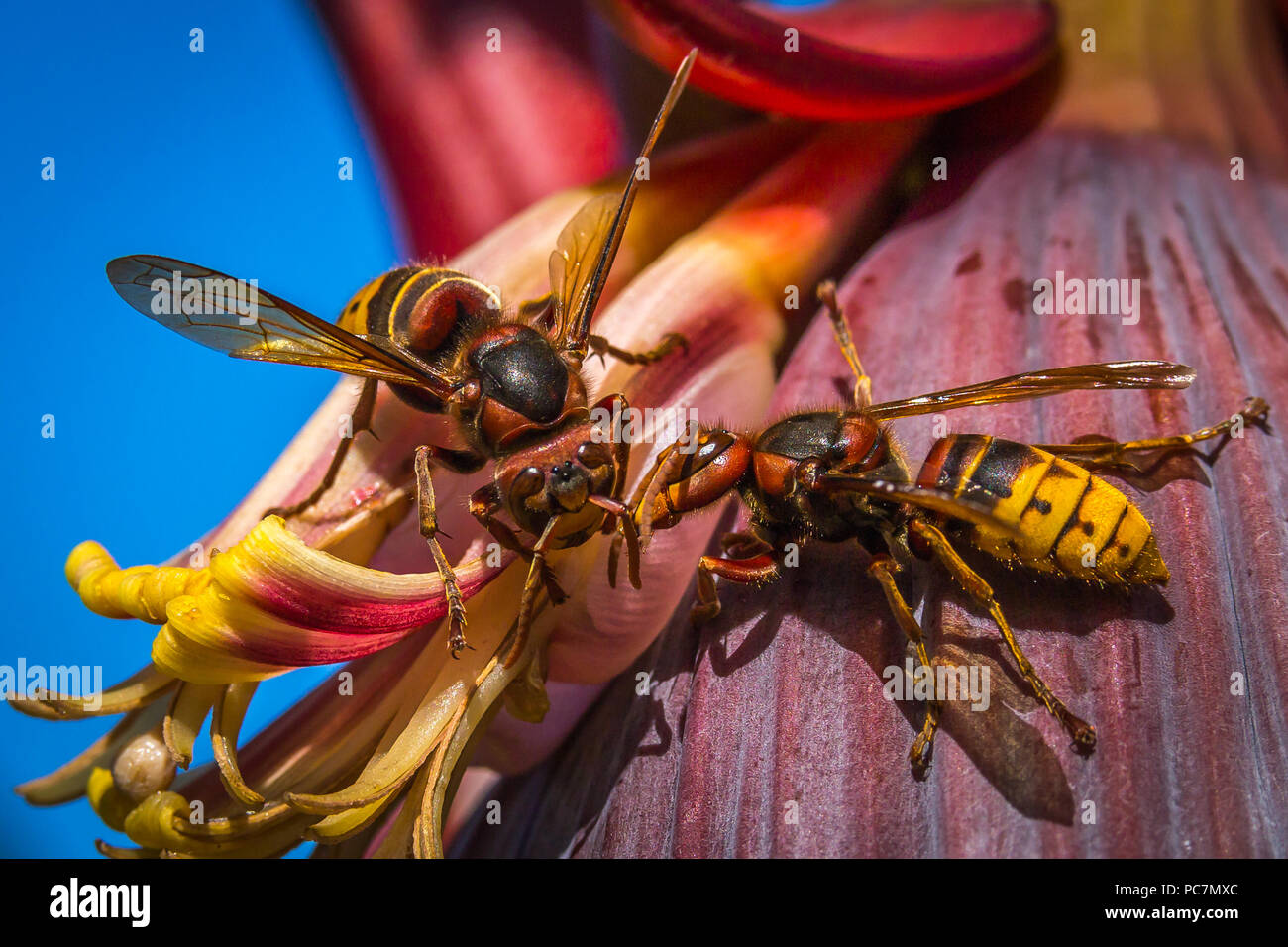 wasp in love Stock Photo Alamy