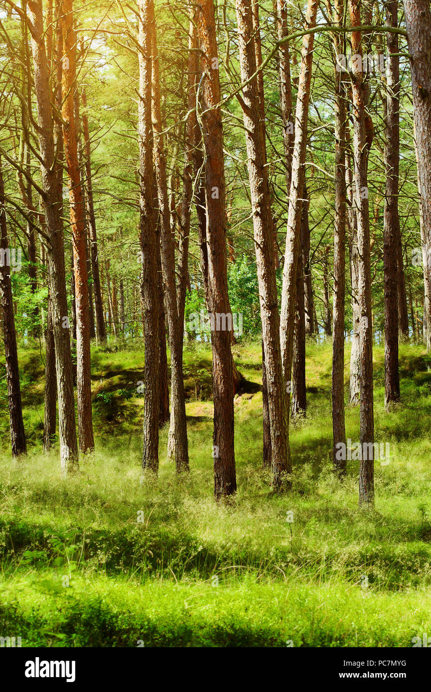 Summer pinewood. Scots or Scotch pine Pinus sylvestris trees in evergreen coniferous forest. Stegna, Pomerania, northern Poland. Stock Photo