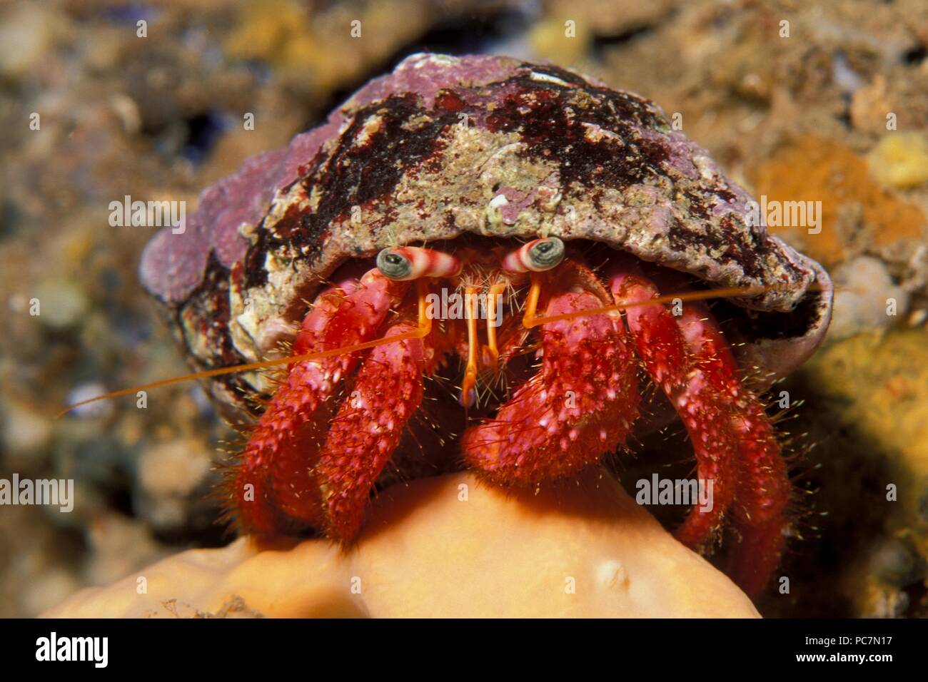 Einsiedlerkrebs Stock Photos & Einsiedlerkrebs Stock Images Alamy