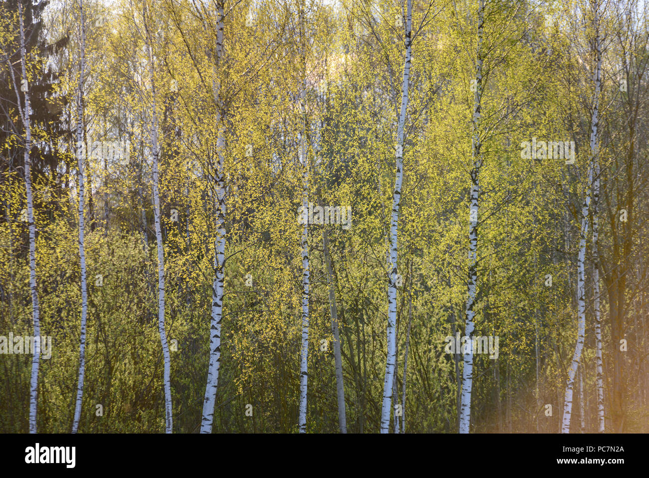 birch tree trunk textured background pattern. sunlit summer scene in ...